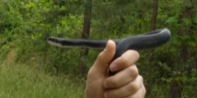 Hackensack snake
